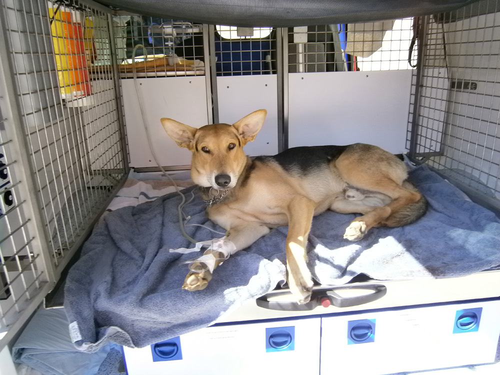 Ein Autounfall mit Fahrerflucht Hund angefahren und schwer verletzt